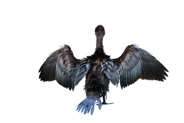 Cormorant spreading its wings isolated on transparent background png file	