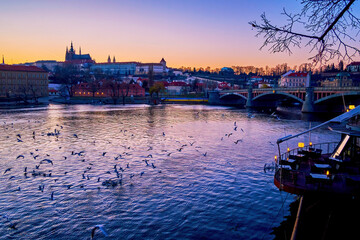 The flock of seagulls flying over the Vltava River in Prague, Czechia