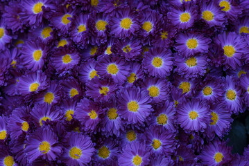 flowers background