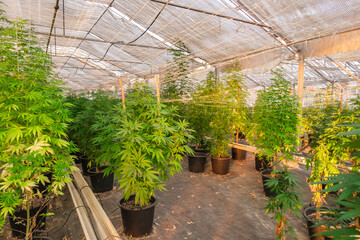 Cannabis, marijuana, hemp plants cultivation at sunset