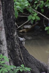 Squirrel on the tree