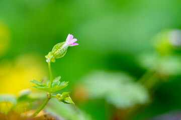 Beautiful flower of Geranium robertianum or mountain geranium with very defocused natural background.