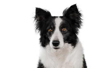 border collie dog portrait on a white background