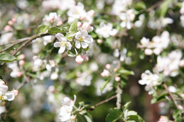 Blossoming branch of an apple tree on a background of foliage.