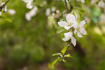 apple branch of a flowering tree. tree in bloom
