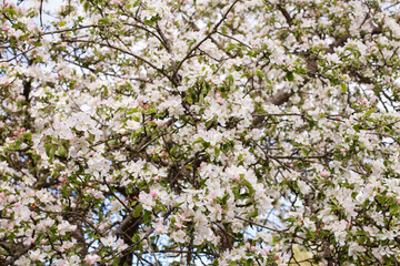 apple branch of a flowering tree. tree in bloom background