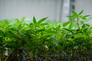 Naklejka premium Close-up Cannabis, marijuana, plants in the germination phase growing in a greenhouse.