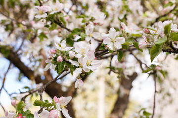 apple branch of a flowering tree. tree in bloom background