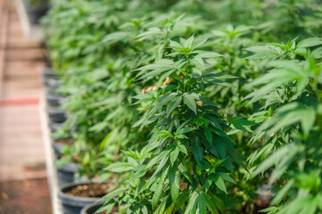 Commercial hemp farming in a greenhouse. Industrial Cannabis, marijuana, plants grown in a greenhouse cultivation
