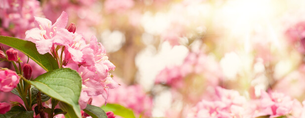 Romantic japanese soft pink natural sakura flowers outdoors. Fresh morning sunny bokeh light background - obrazy, fototapety, plakaty