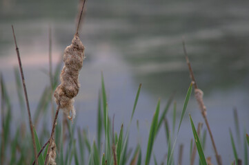 reeds in the water