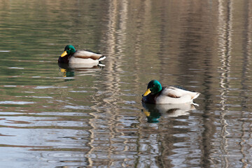 Two male mallards, also known as wild ducks or Anas platyrhynchos, swimming on a serene lake....