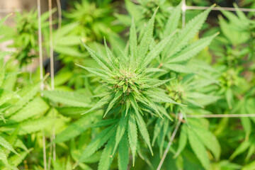 Close-up of a big cannabis flower bud into a commercial hemp farming greenhouse. Industrial Cannabis, marijuana, plants grown in a greenhouse cultivation