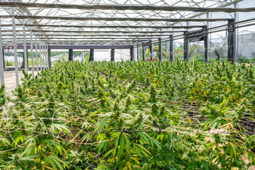 Commercial hemp farming in a greenhouse. Industrial Cannabis, marijuana, plants grown in a greenhouse cultivation