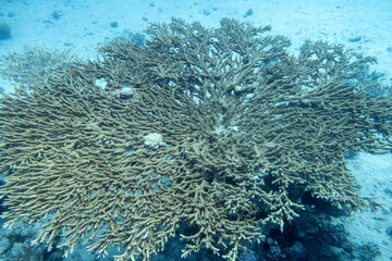 Naklejka na ściany i meble Great table coral (acropora) at sandy bottom of tropical sea, hard coral, underwater landscape