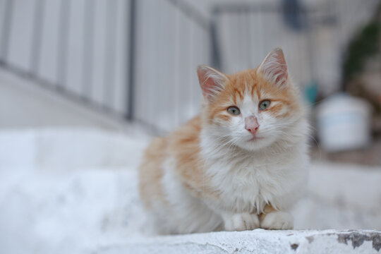 Young red-white cat with a pink nose on a city street. Red-headed cat