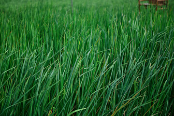 Green rice field