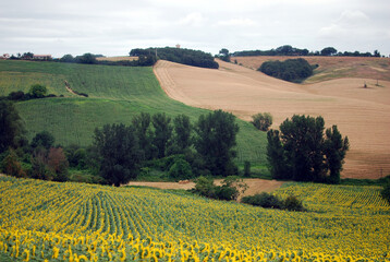 Naklejka premium field with burnt and green grass, dark green cypresses and cloudy sky