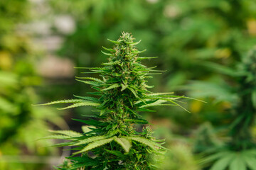 Close-up of a big cannabis flower bud into a commercial hemp farming greenhouse. Industrial Cannabis, marijuana, plants grown in a greenhouse cultivation