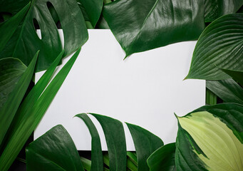 White paper with leafy, tropical border in horizontal format