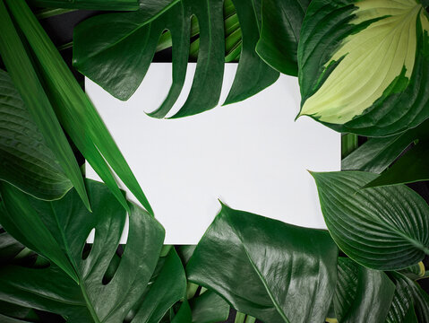 Tropical Monstera flat lay frame for text or elements