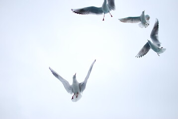 seagulls fly over sea water bottom view