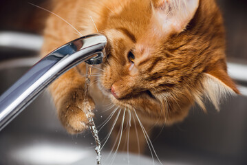 Adorable and silly ginger cat drinking water from a kitchen tap