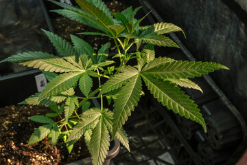 Small cannabis, marijuana, hemp plant growing
