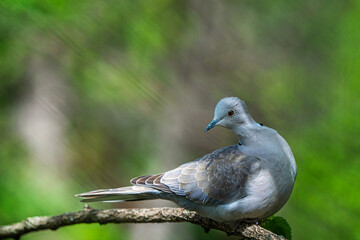 Eurasian collared dove
Streptopelia decaocto