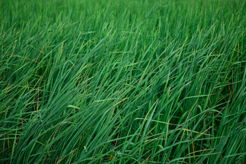 Green rice field