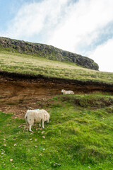 Fototapeta premium Sheep is sheltered from the rain under a natural wall.