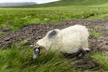 White sheep eating grass in a field.