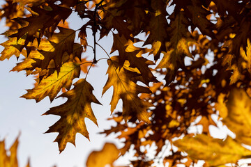 Orange dry oak foliage in the autumn season