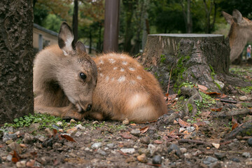 Dear in Nature Nara Park, Japan. 