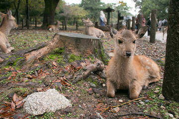 Dear in Nature Nara Park, Japan. 
