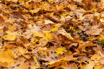 Orange maple foliage on the ground during leaf fall