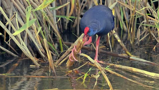 Purple Gallinule, Porphyrio porphyrio, waterfowl eating reed from the riverbank