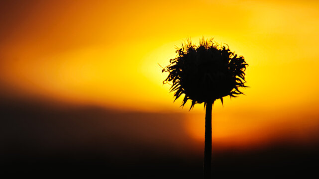 Silhouette of a thistle flower head against a bright golden sunset sky. ingle wild plant silhouette at sunset time concept of loneliness, hope and inspiration. 