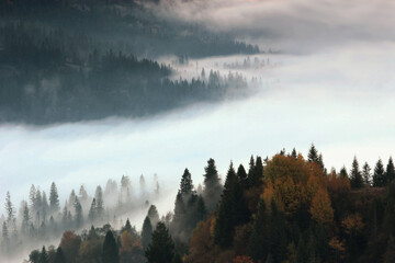 autumn morning scenery, nature colorful background, Carpathians mountains, Ukraine, Europe 