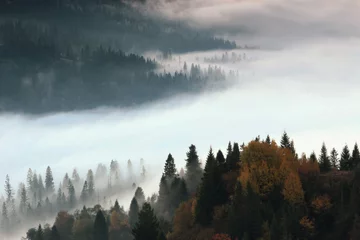 Fototapete Wald im Nebel autumn morning scenery, nature colorful background, Carpathians mountains, Ukraine, Europe 