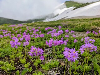 Obraz premium Hakusan-kozakura flower field around Hakuba Oike in July. Otari Village, Nagano Prefecture, Japan