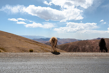 alpaca along mountain range - 564625429
