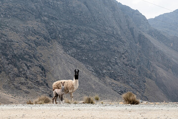 alpaca along mountain range - 564625444