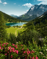 Seebensee mit Alpenrosen im Sommer,  Wetterstein Massiv im Hintergrund, alpen, Österreich