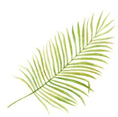 Watercolor palm leaf tropical rustic Hand drawn