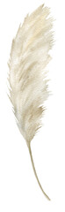 Watercolor pampas grass rustic Hand drawn