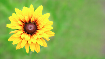 Obraz premium Rudbeckia bicolor. Yellow and orange black-eyed or African daisy flower with green background. Rudbeckia hirta. Black-eyed Susan. Soft focus. Orange gardens daisy. Web banner with copy space 