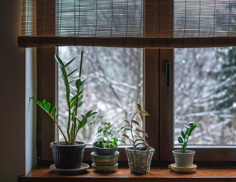 Green indoor plants in pots on the windowsill in a country house in winter