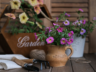 Spring still life of flower seedlings of decorative petunias and gardening objects. Rustic still life