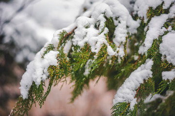 Green thuja branches covered with snow. Beautiful freas nature winter background and texture